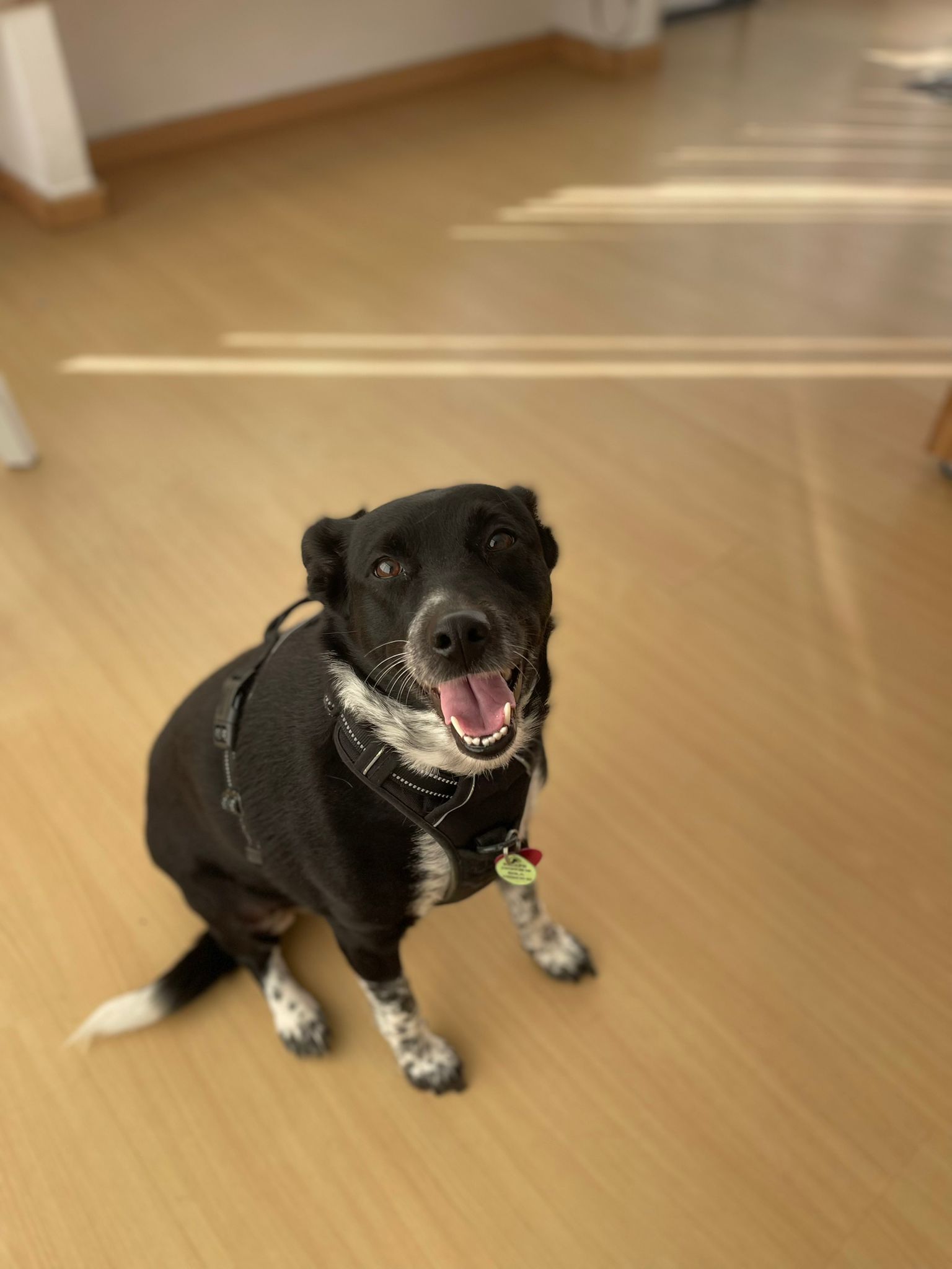 Pet Sitting