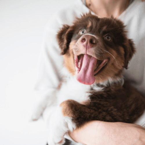 Pet Sitting ao Domicílio