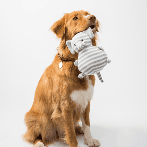 dog playing