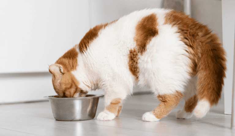 cat sitting