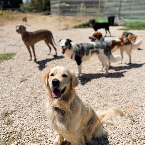 Creche Canina