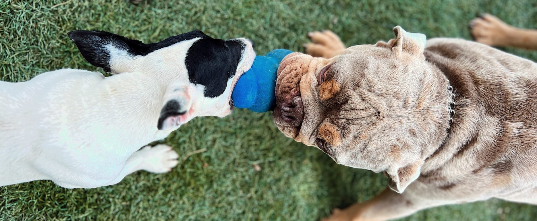 cães a brincar