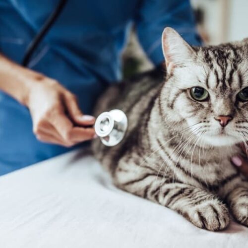 cat at the vet